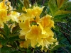 Azaleas  lane, 5