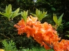 Azaleas  lane, 7