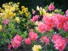 Azaleas  lane, 4