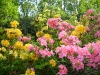 Azaleas  lane, 3