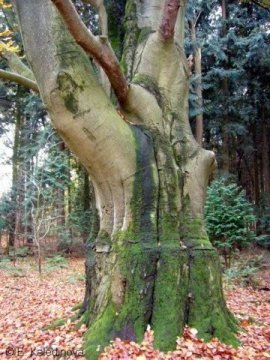 de-oude-boom
