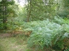 Forest-Ardennes-1