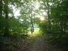 Forest-Ardennes-3