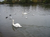 White swans, The Round pond, Hyde park