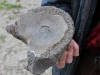 mammoth-vertebra