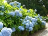 Blue hortensia, Vorden, 7