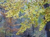 Veluwe park, autumn, 4