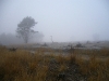Veluwe park, autumn, 5