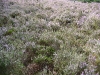 heath-veluwezoom-1