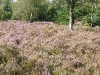 heath-veluwezoom-3