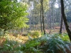 veluwezoom-summer-2