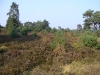 veluwezoom-summer-3