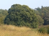 veluwezoom-summer-5