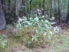 veluwezoom-summer-6