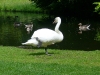 White-swan-Sonsbeek-Arnhem-1